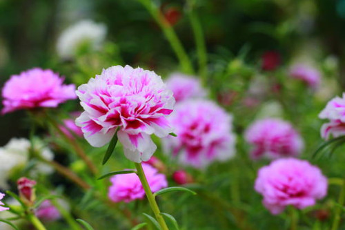Beautiful pink flowers in garden. Beauty in nature. Indonesia, May 2020.jpg