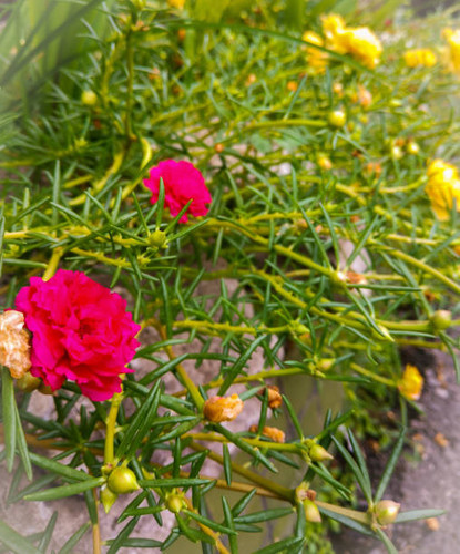 Beautiful rose moss flower, the field of flower, bloom, red flowers, yellow flowers, Portulaca grand.jpg