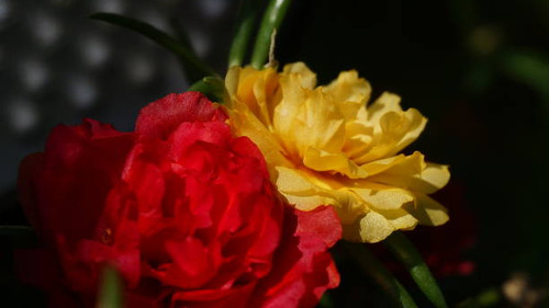 Beautiful red and yellow flowers in the garden.jpg