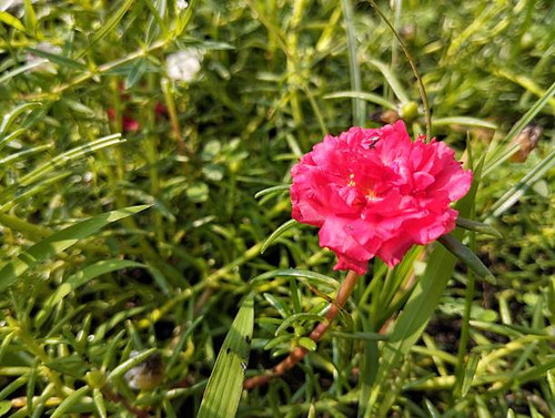 Beautiful red rose moss flowers (Portulaca grandiflora) in outdoor garden, Close up view.jpg