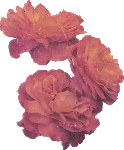 4jQJyje29R asdasd.webp