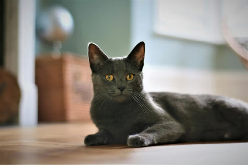 ,meowler real.png