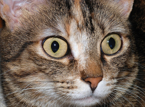 Cat eyes 2007 1.jpg