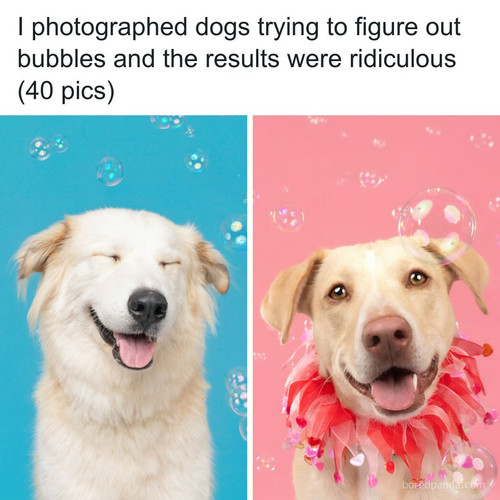 dogs chasing bubbles by sarah deremer.jpg
