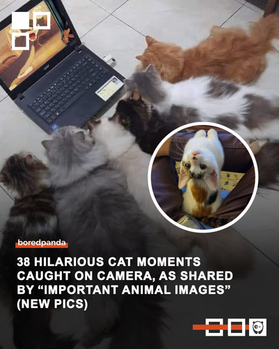 important cat pics wholesome funny cute impanimal part 3.png