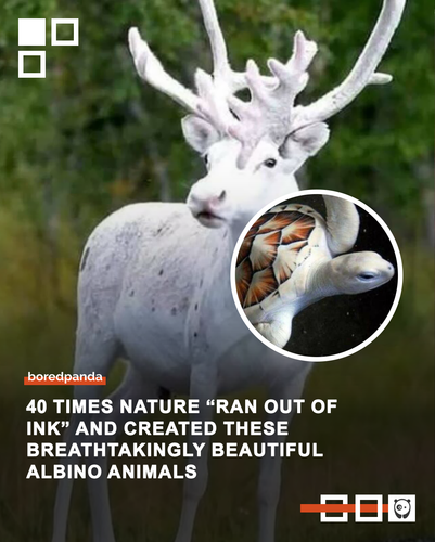 albino animal images albinoanimalz.png