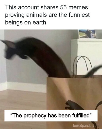 wholesome hilarious funny animal memes sharpness wildlife.jpg