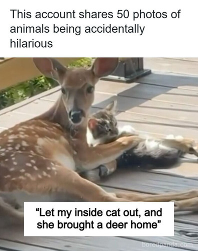 wholesome animal memes funny sovjetanimals.jpg