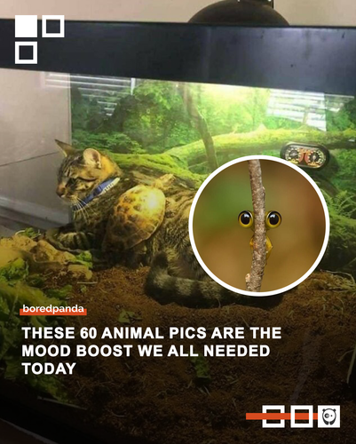 wholesome funny unusual animals wholesomeanimalimages.png