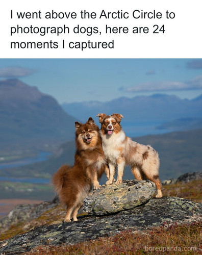 arctic circle dog photography by sarah deremer.jpg