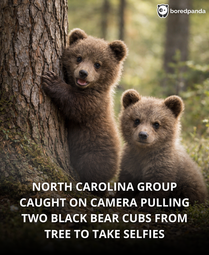 201. Bear pub pulled from a tree for selfie.png