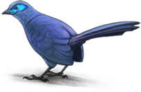 bluecoua.png