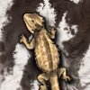 dgdfgdgf.png