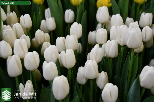 Tulipa Ice Rif (2).jpg