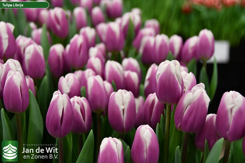 Tulipa Librije (3).jpg