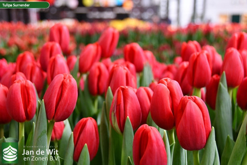Tulipa Surrender (3).jpg
