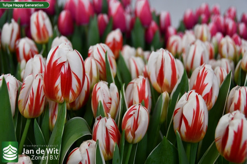Tulipa Happy Generation (3).jpg