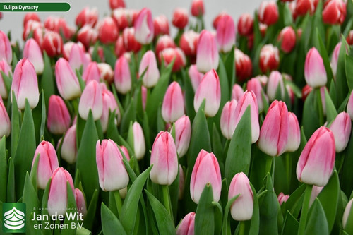 Tulipa Dynasty (3).jpg