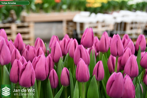 Tulipa Amedea (3).jpg