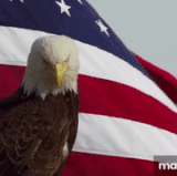 1000003992.gif
