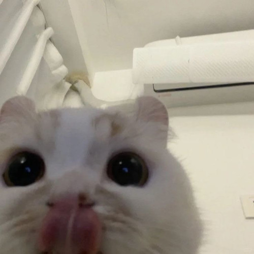 image.jpg