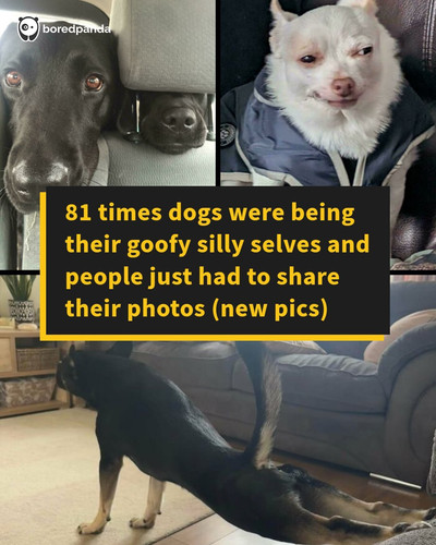 funny silly weird dog pics.jpg