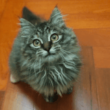 IMG 3325.gif