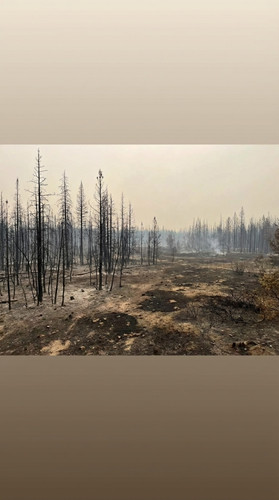 Forest after crown fire c19b4af4cc.jpg