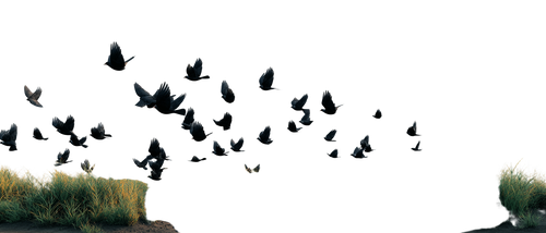 2c2cc9702ae5.png