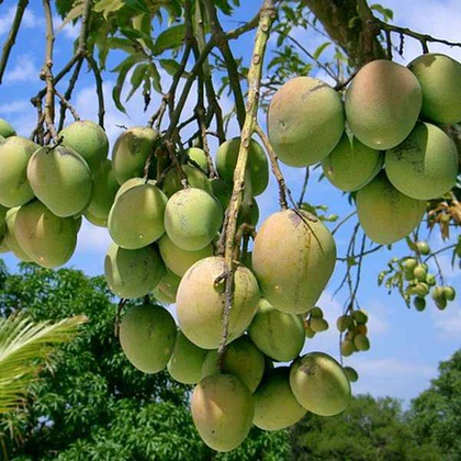 nurserylive plants mango tree sindhu grafted seedless plant 16969021849740 420x.webp