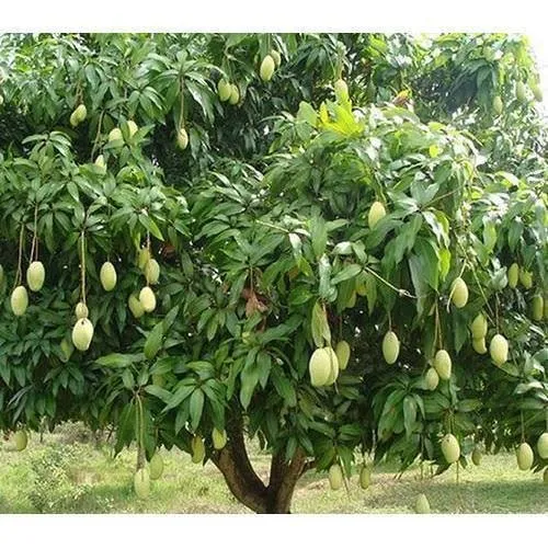 mango plant 500x500.webp