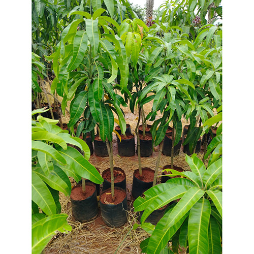 Australian R2E2 Mango Plant..jpg