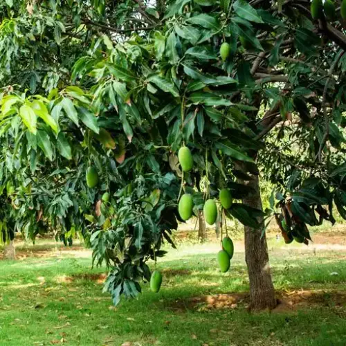 mamangotreeplanted1 1.webp