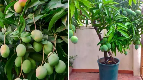 Grow Mango Tree in a Pot.webp