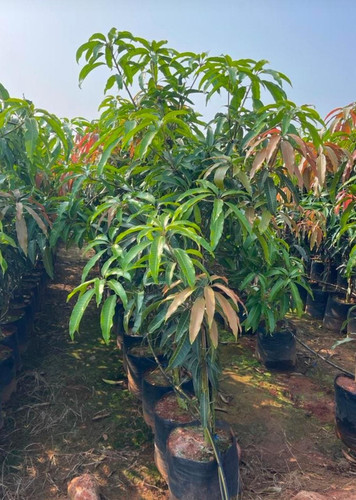 mango tree plant.jpg