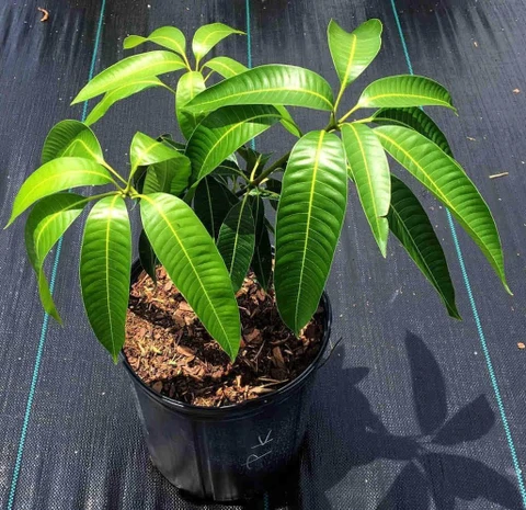 no perennial yes sweet green mango plant 1 1 mondalnursery original imagfjweb38akvmh.webp