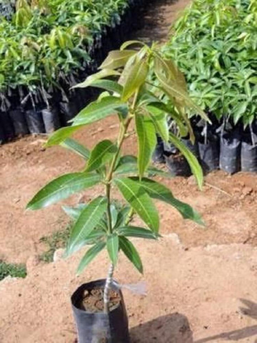 organic amrapali mango plant for garden green 2224799301 f3s8fodz.jpg