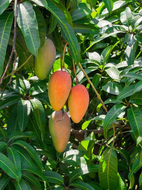 no perennial yes mango vastra all time variety fruit grafted original imah2gje3cscb5tz.webp