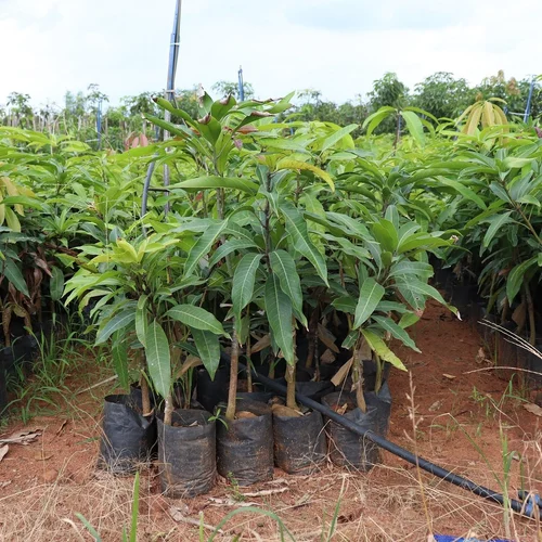 sonpari plant mango 500x500.webp