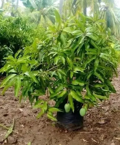 yes perennial yes mango plant 8017 small 1 grow bag green original imah3k9kpcfk75qz.webp