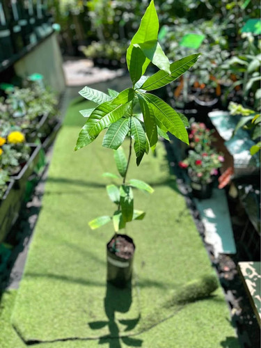 1737704514 Dwarf mango.jpg