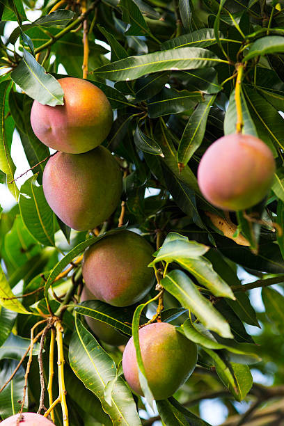 istockphoto 543666128 612x612.jpg