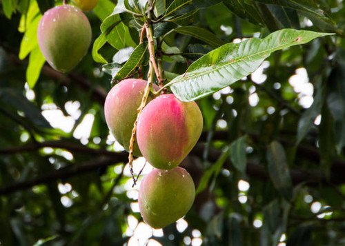 istockphoto 1091407688 612x612.jpg