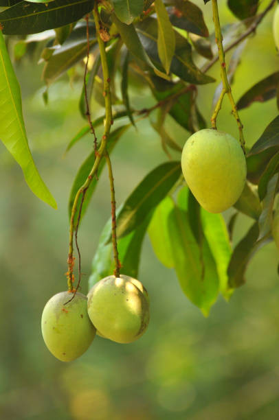 istockphoto 1219569628 612x612.jpg