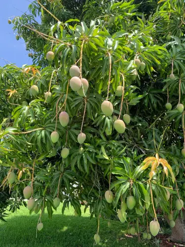neighbors mango tree heavy with fruit v0 57j80wqjtsx21.webp