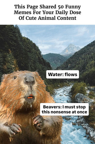 funny memes animals.jpg