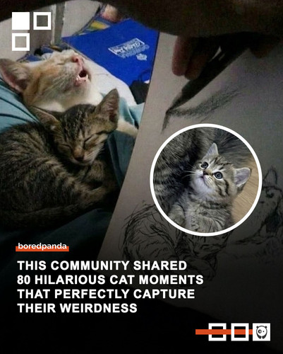 funny cute pics soft.jpg