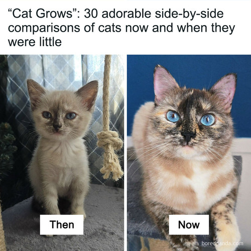 kittens before after grow up cat.jpg