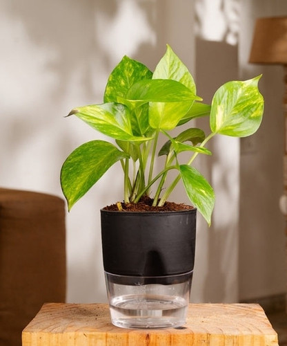 yes perennial yes air purificati.jpg