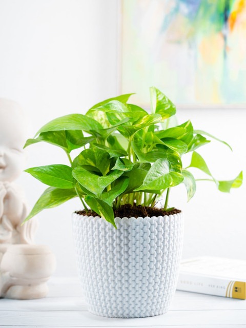 yes annual no glp2023146 pot 1 g.jpg